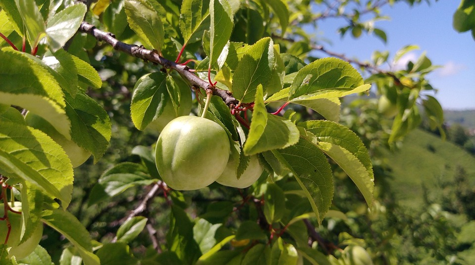 Kakadu Plum: Vitaminas C ir antioksidantai